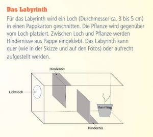 Experiment Labyrinth für Bohnen- oder Kartoffelkeimlinge (ab ca. 4 Jahre)-image