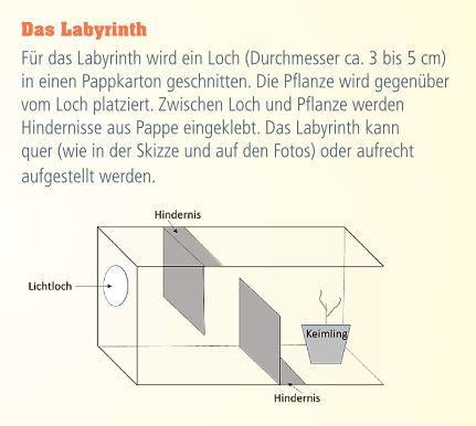 Experiment Labyrinth für Bohnen- oder Kartoffelkeimlinge (ab ca. 4 Jahre) main image